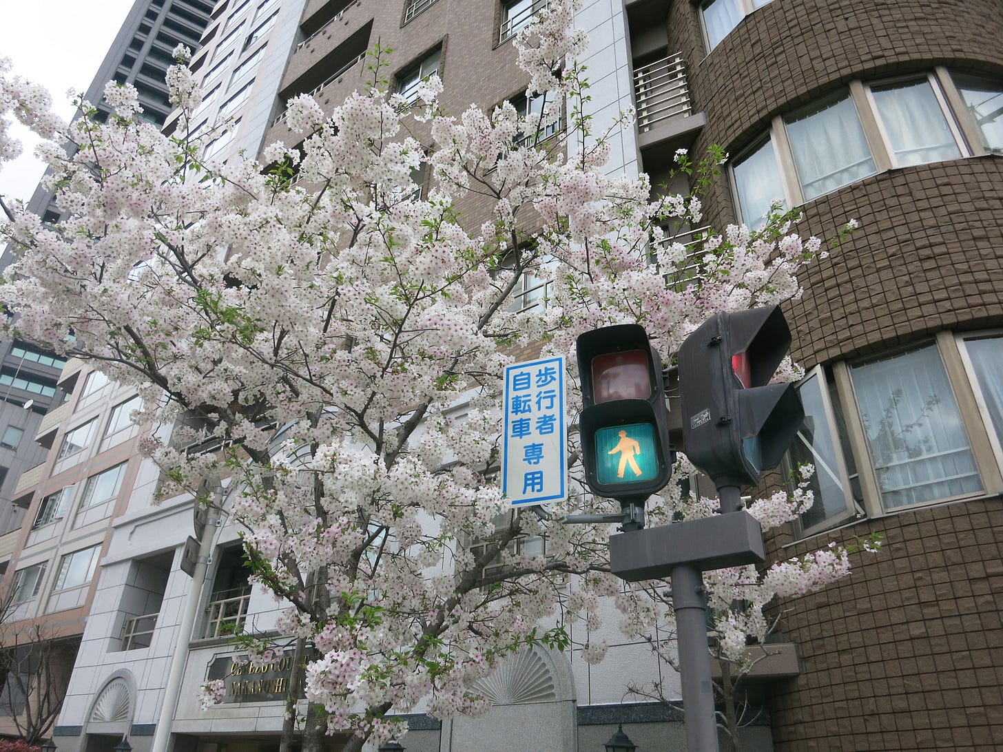 Cherry tree along the Osaka street