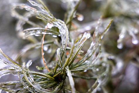 I once dreamed of living several months in the after effects of an ice storm. The simple beauty of the world incased in ice reminds me that creativity is never up to me, but is an ongoing natural phenomena. Capturing pieces of it in photo is the best I can do to keep that reminder alive in my soul. 