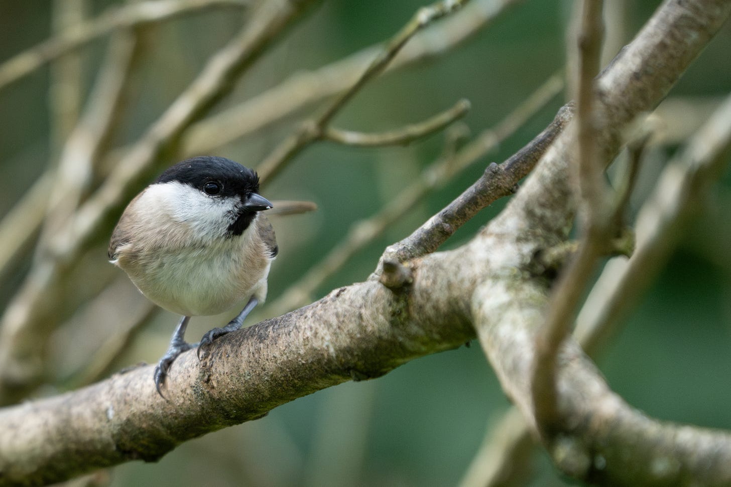 A little grey bird with a black cap and white cheeks, perched on a tree branch A little grey bird with a black cap and white cheeks, perched on a tree branch