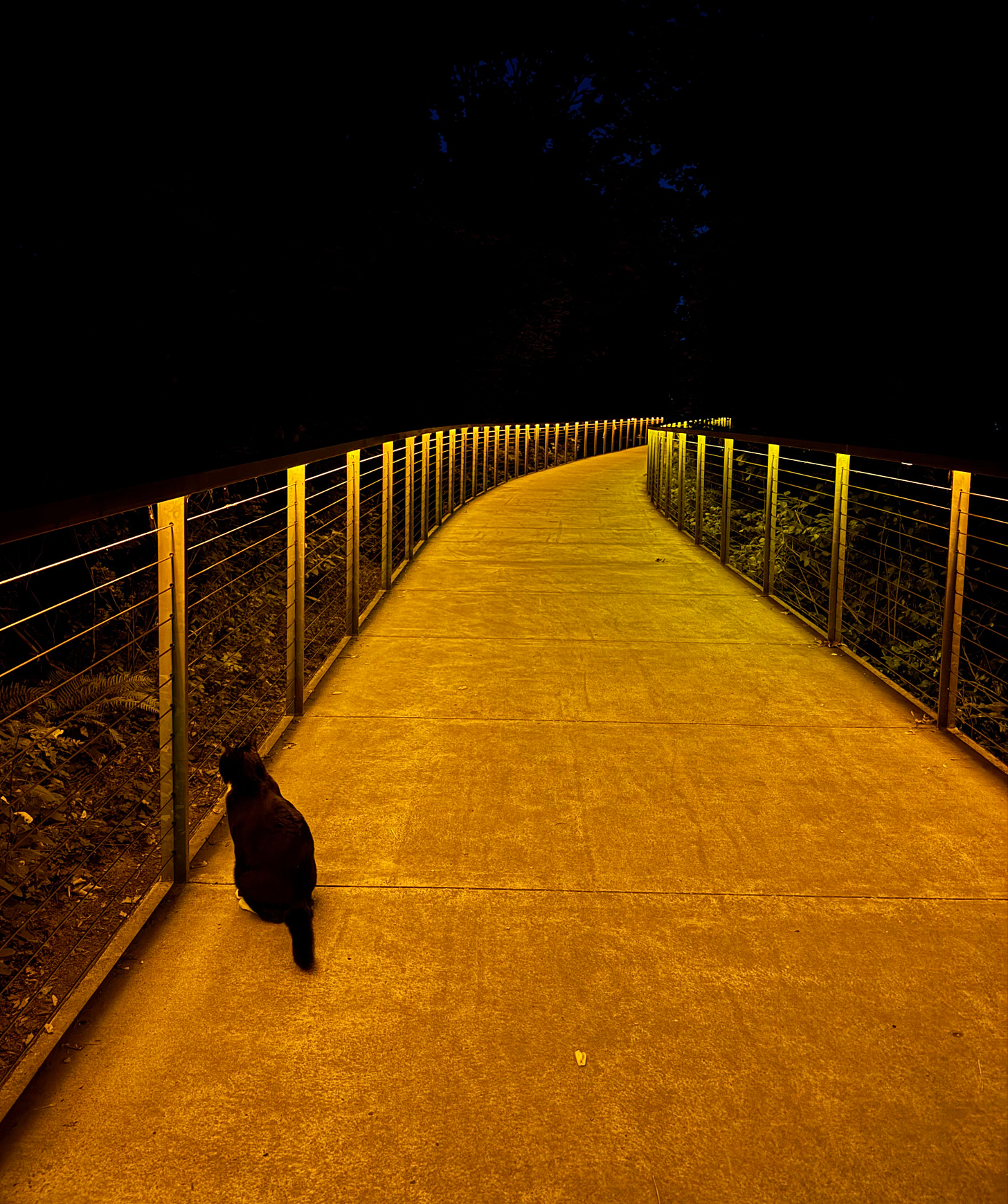 A photo of a bridge lit with orange lights with a cat sitting near the entrance, it's night