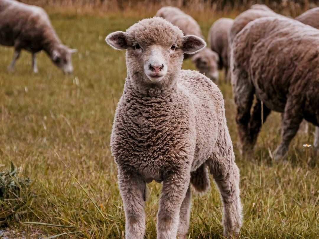 a herd of sheep grazing on a lush green field a herd of sheep grazing on a lush green field