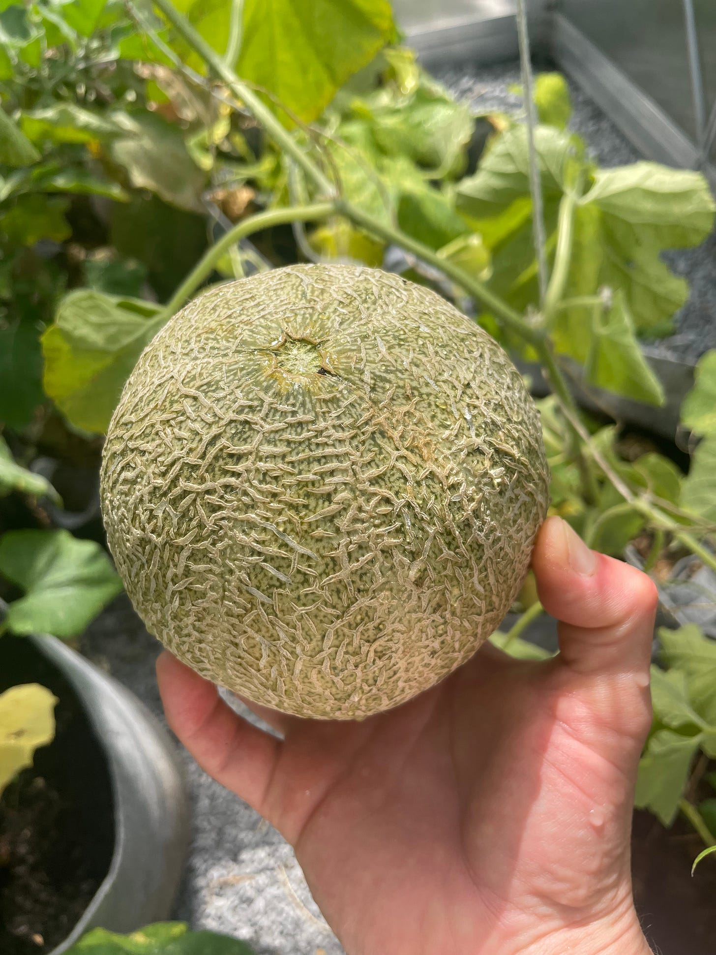 a ripe cantaloupe 