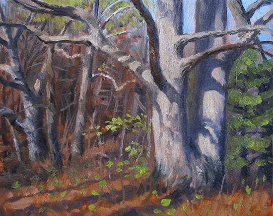 Plein air oil painting of white oak tree, by John Hulsey
