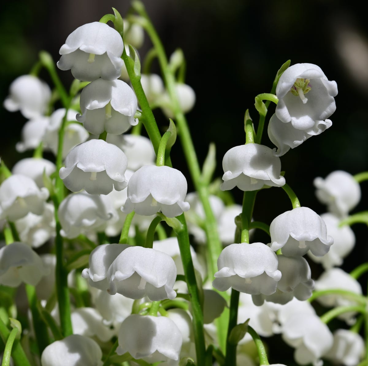Lily Of The Valley Plant: Its Meaning And Why It's Poisonous