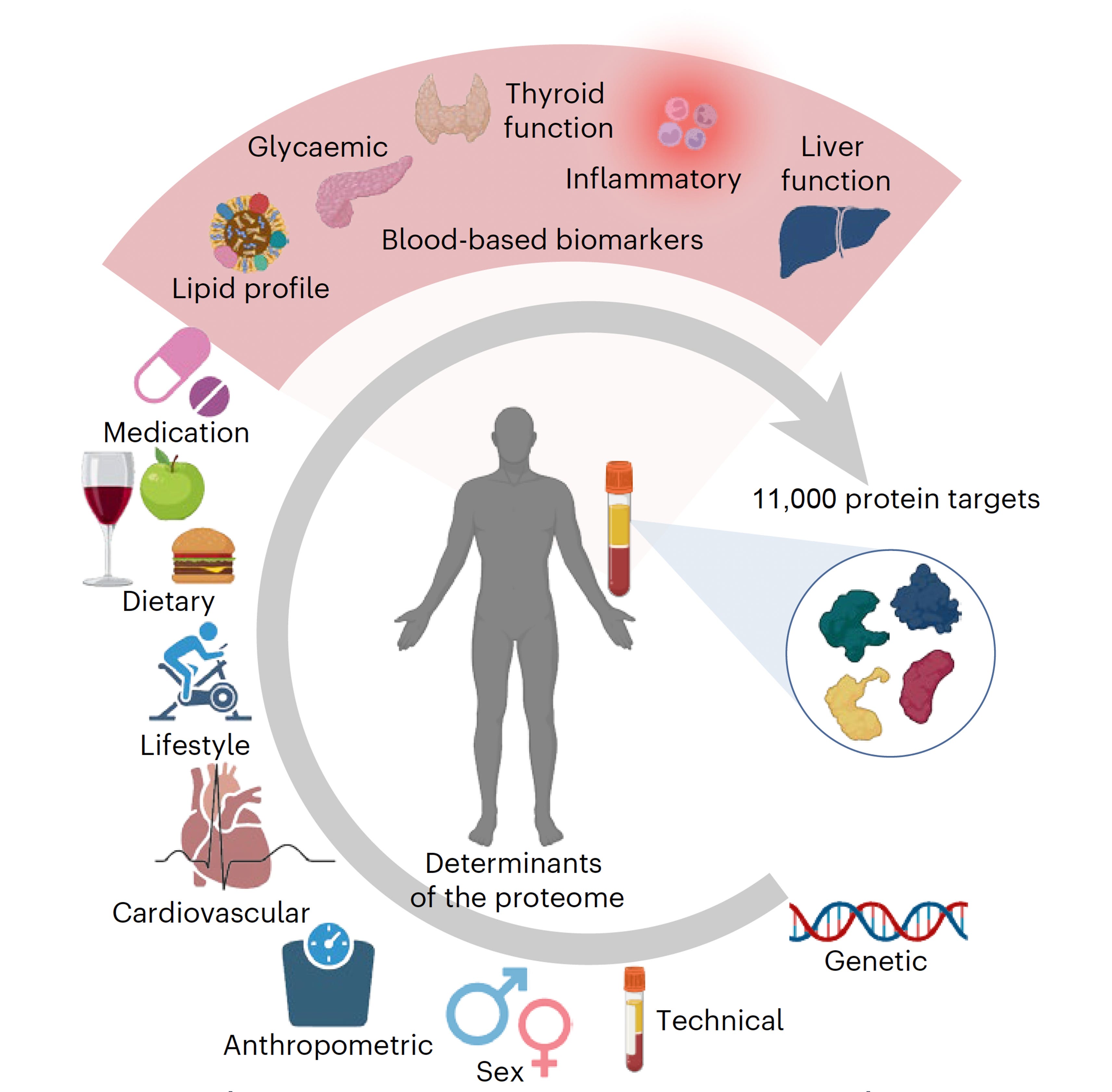 What Can 11,000 Proteins In Our Blood Tell Us?