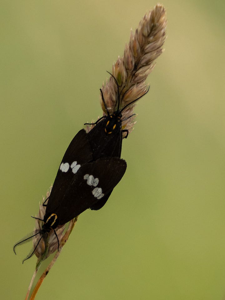 Common Tussock Butterfly (Argyrophenga antipodum), Blue Damselfly (Austrolestes colensonis), Large Hover Fly (Melangyna novaezelandiae), Magpie Moth (Nyctemera annulata), New Zealand Blue (Zizina oxleyi): all endemic species.