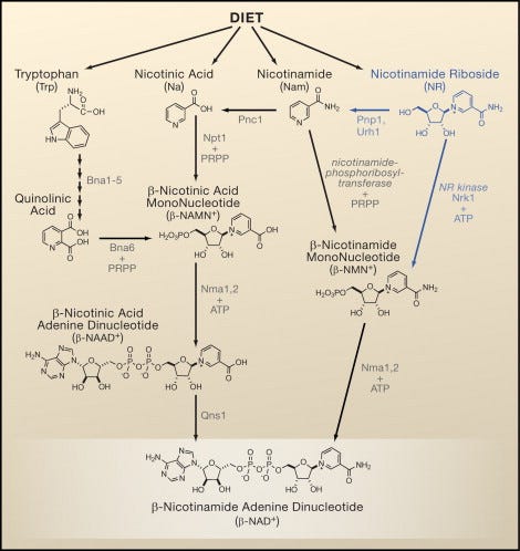 Vitamins and Aging: Pathways to NAD+ Synthesis: Cell