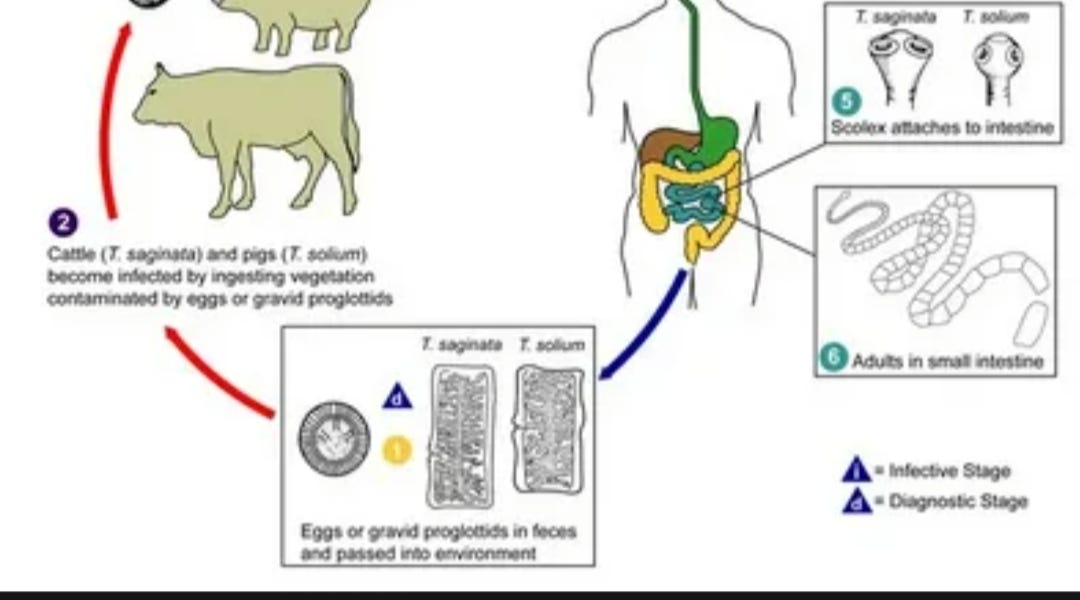HOW PARASITES SERVE SATAN'S KINGDOM.