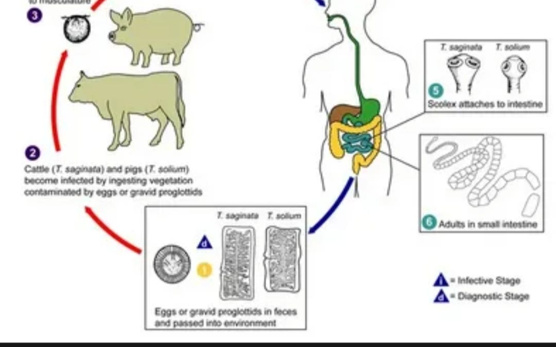 HOW PARASITES SERVE SATAN'S KINGDOM.