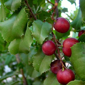 Foods of the Luiseño