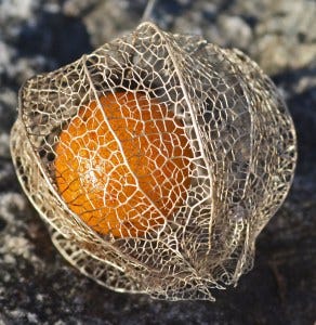 single ground cherry