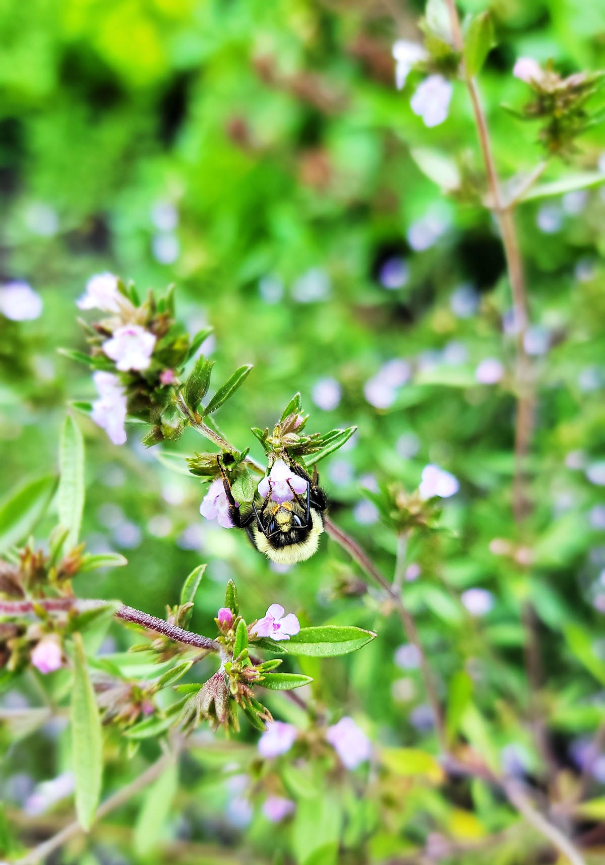A bumblebee on a savory plant. 