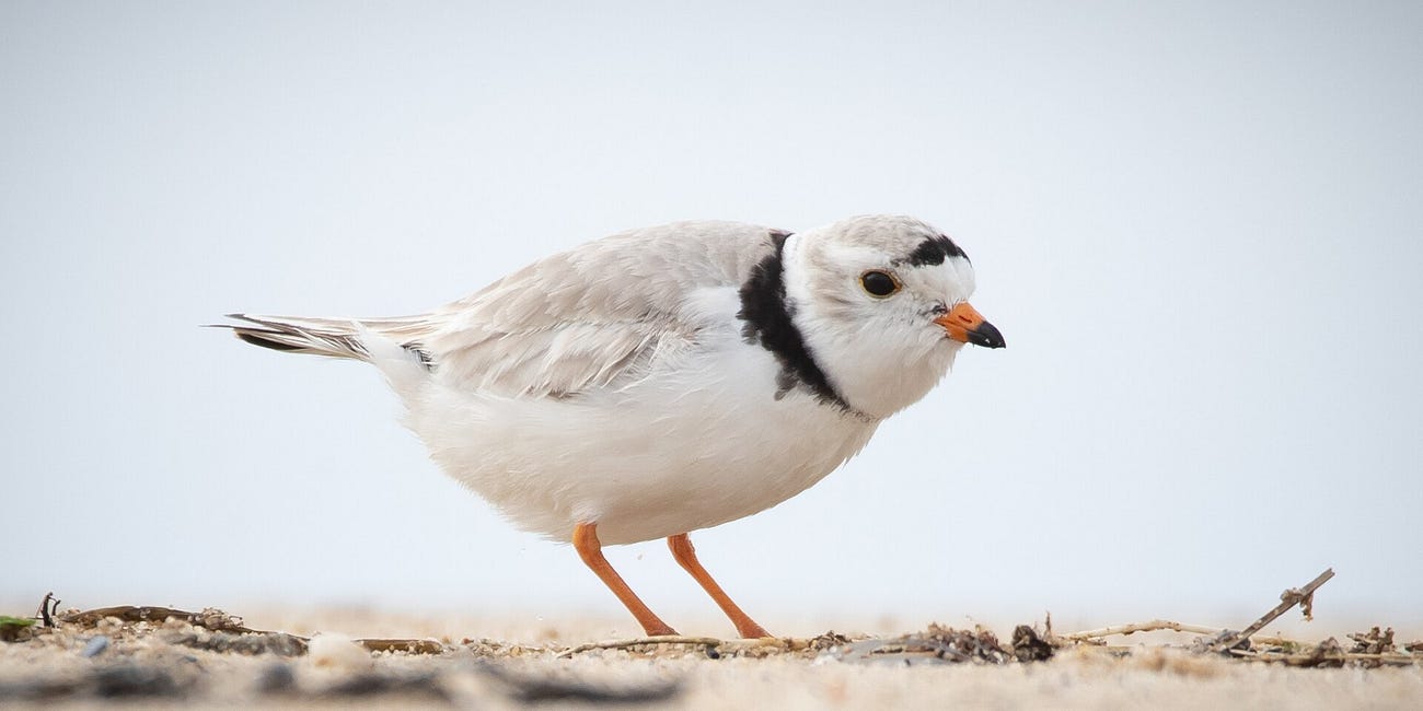 Federal review underway on emergency protection for Wasaga Piping Plovers