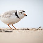 Federal review underway on emergency protection for Wasaga Piping Plovers