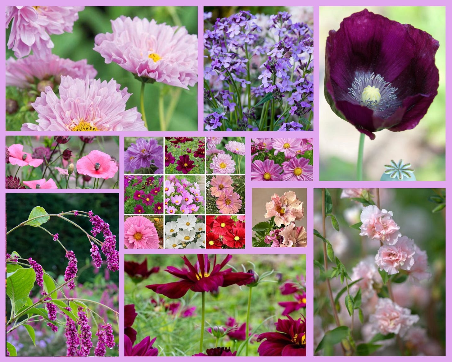 A garden design Before and After. Plus: 30 of the best UK and North America seed suppliers Pink and purple garden flowers palette including cosmos, poppies and flowering plants for pollinators