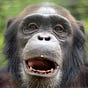 A Monkey Mind's avatar