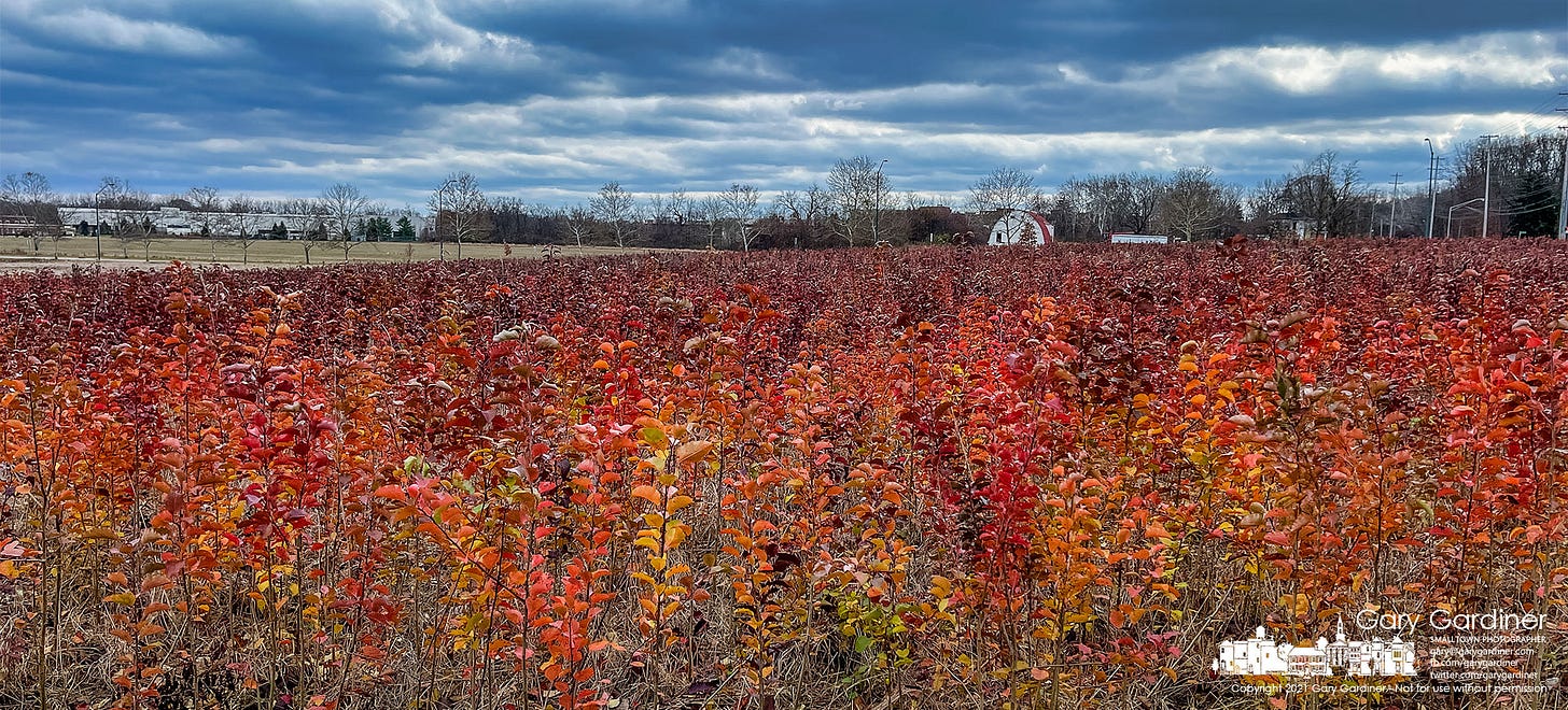 A small forest of invasive Bradford pear progeny has taken over the upper portion of the hayfield at the Braun Farm preventing harvest of the hay. My Final Photo for Dec. 6, 2021.