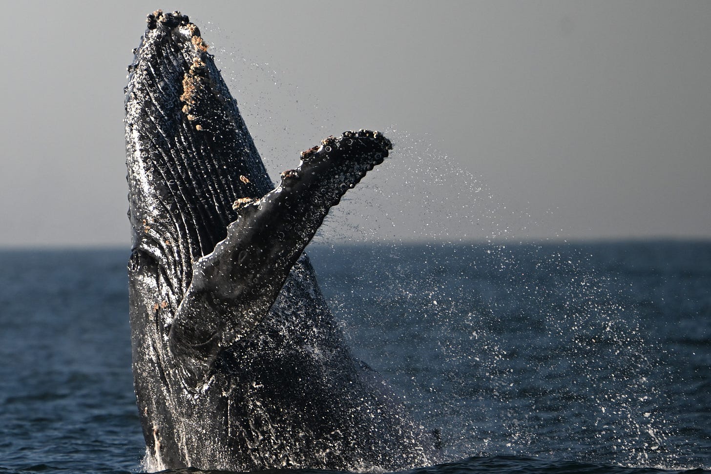 A humpback whale on the coast of Niteroi, Rio de Janeiro state, Brazil on June 20, 2024. (Photo by Mauro Pimentel/AFP via Getty Images.)