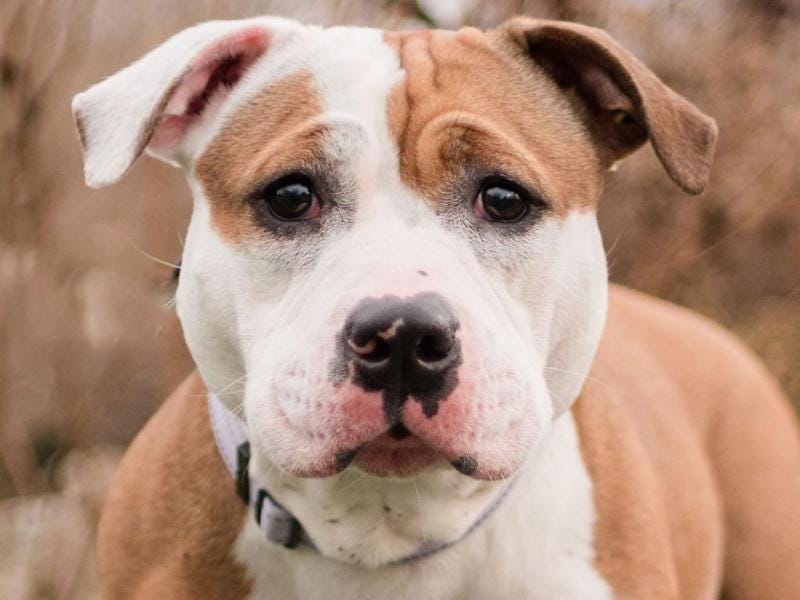 Meet Kay, the snorting sensation you never knew you needed!