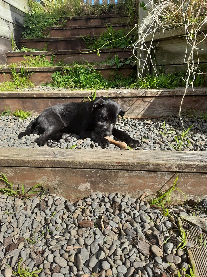 Images of a 4 month old black pup vs an almost 2yr old dog