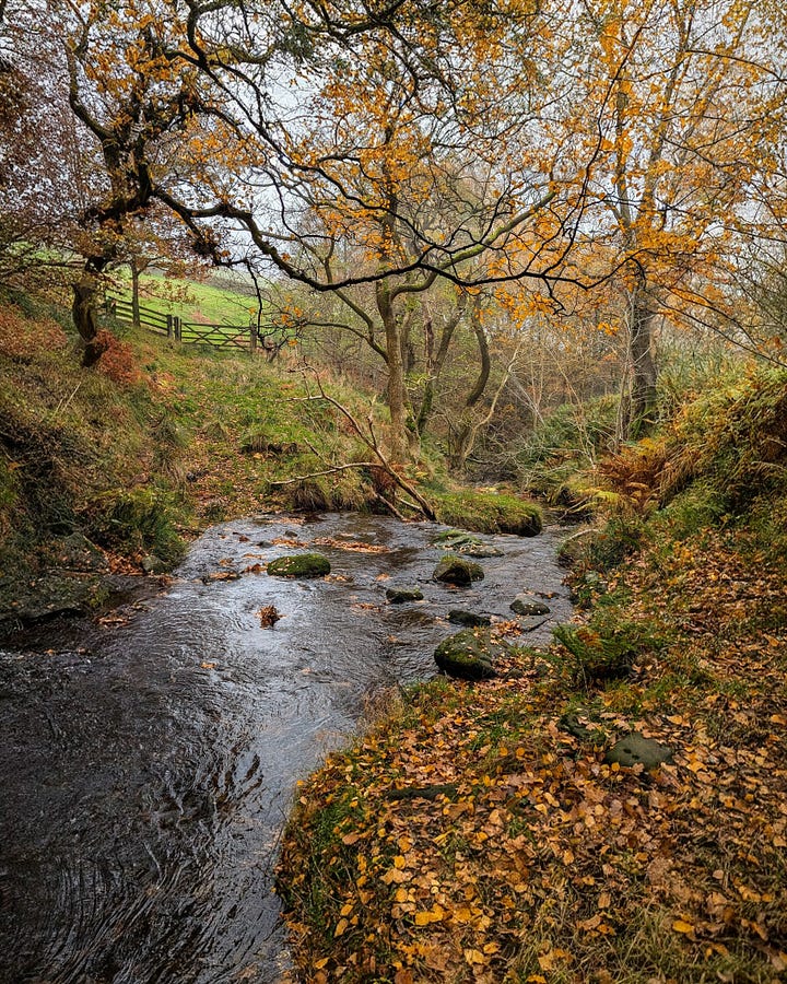 Gall on a fallen oak leaf and a river surrounded by trees