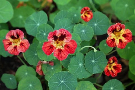nasturtium flowers