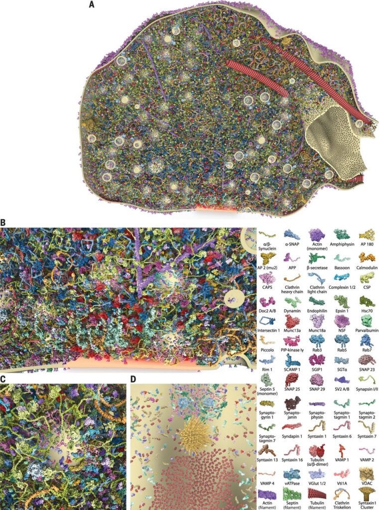 3D Model of a Synapse