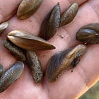 Green Wednesday: Golden Mussel Alert and Native Plant Wisdom