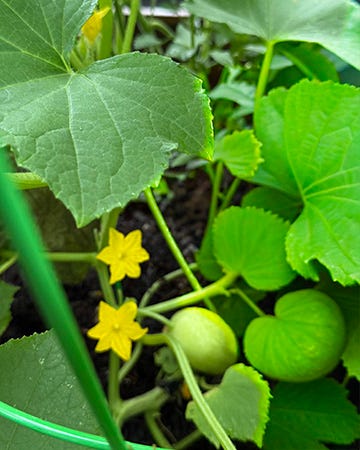 Three photos of a growing zucchini, a lemon cucumber, and a box of harvested produce.