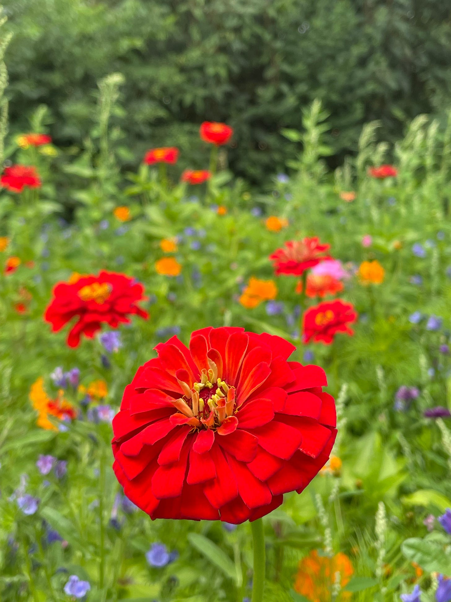 Close-up of a vivid red flower (zinnia) standing tall against a blurred background of wildflowers in orange, purple, and green, with a soft forest edge beyond.