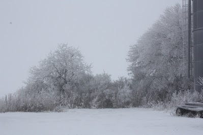 Frost on trees and bushes on the farm