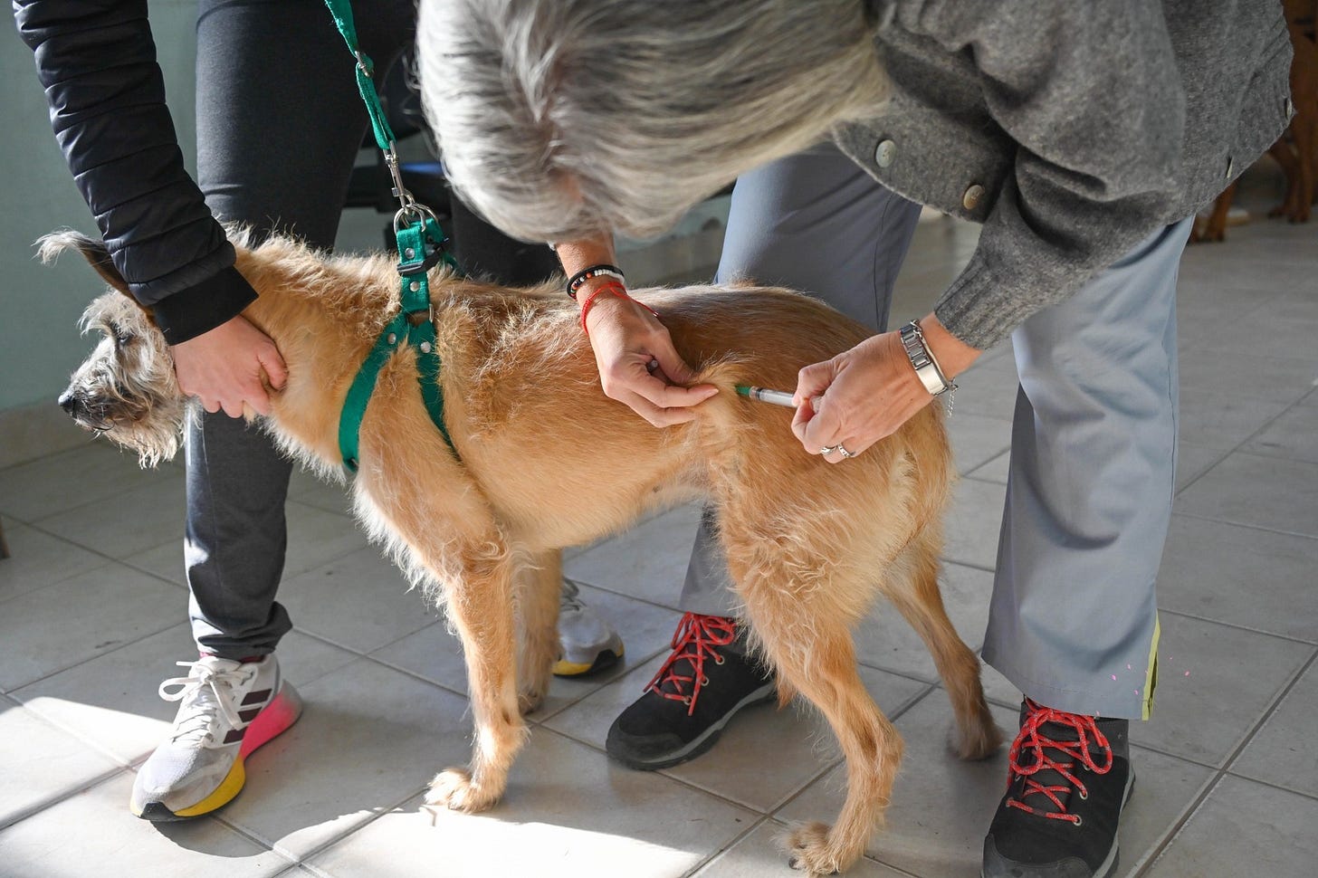 Puede ser una imagen de 2 personas, perro y acupuntura