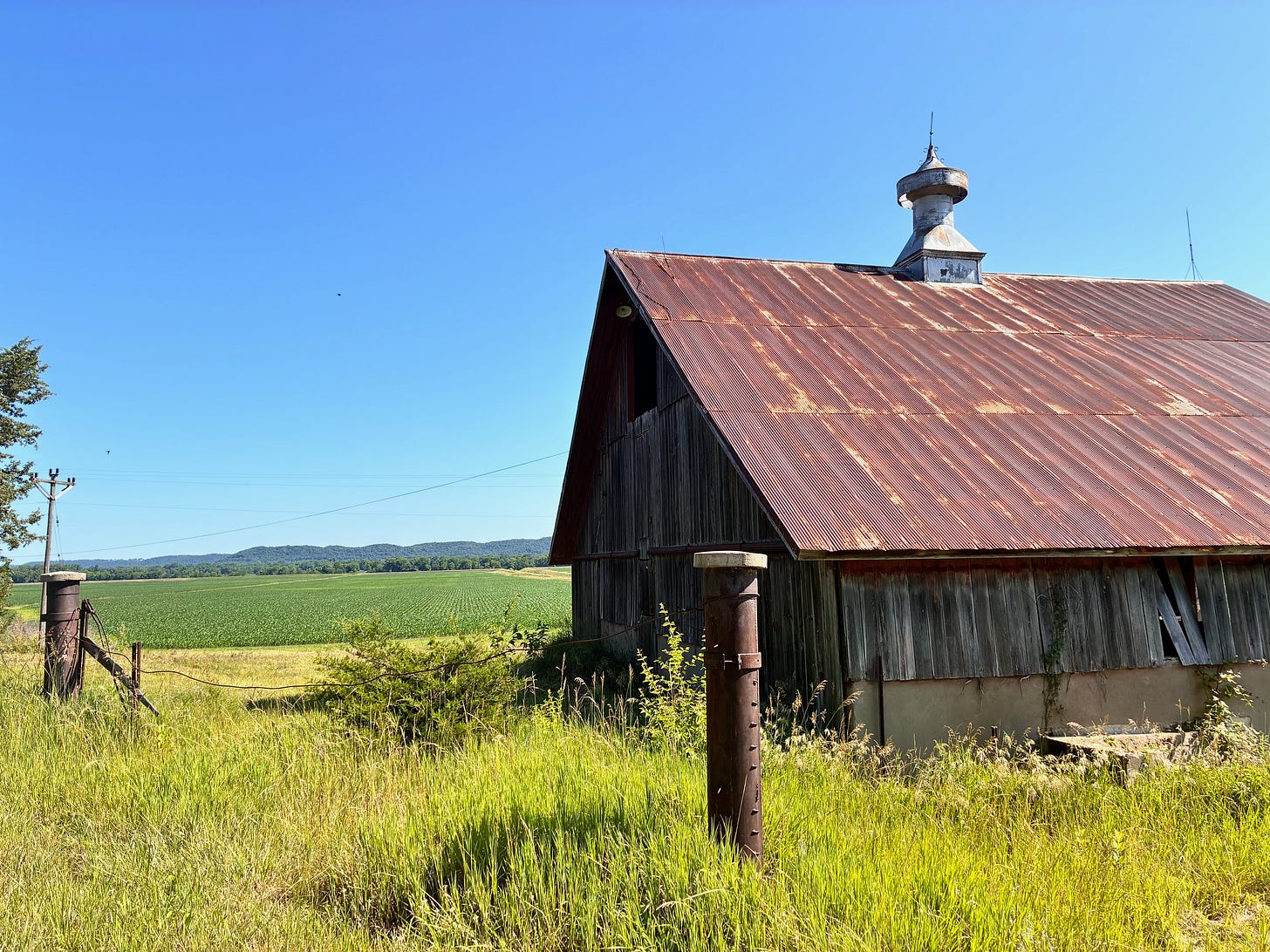 Old barn with rusted roof, corn field in the background and a clear, blue sky