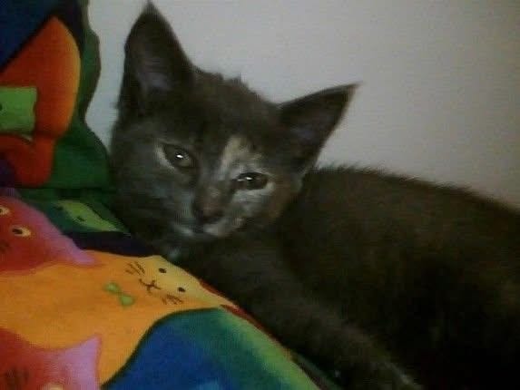 Two pictures of Daffodil, a tortoiseshell kitten