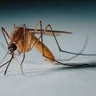 West Nile discovered in Brown County as Department of Health issues warning