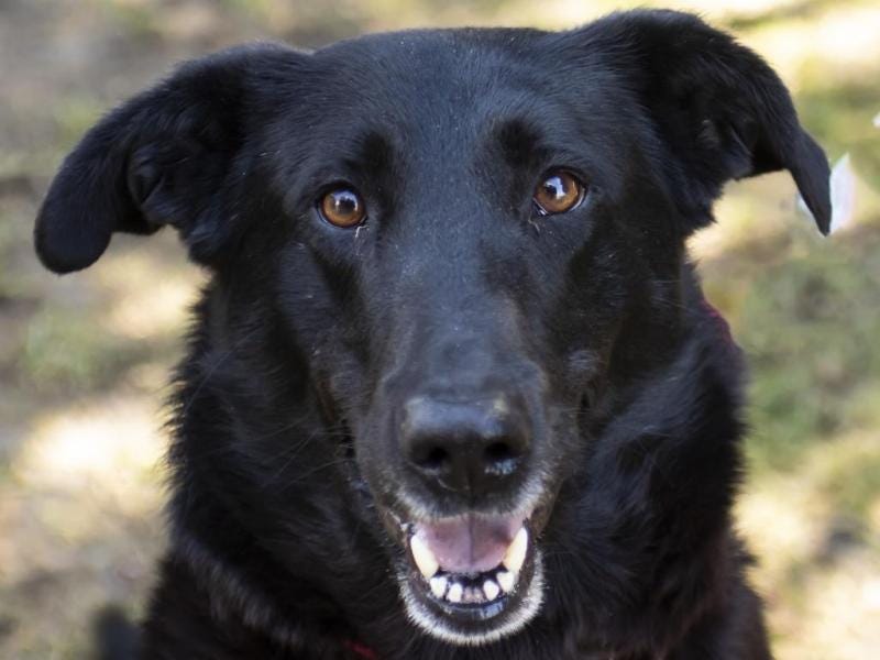 Adoptable Dog of the Week: Bear