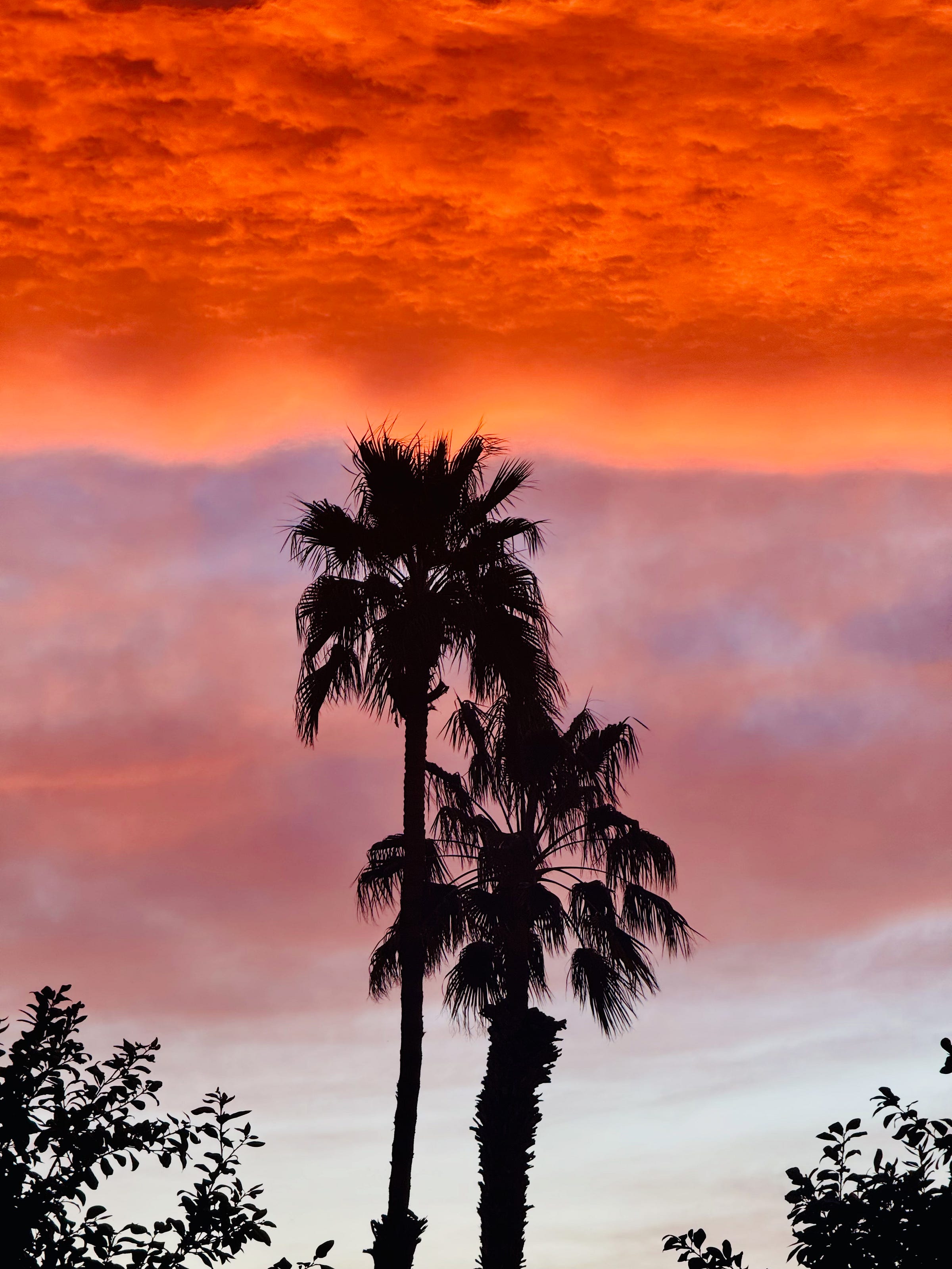 California desert sunset over palm silhouettes — the view from where The Dinner Bell is written