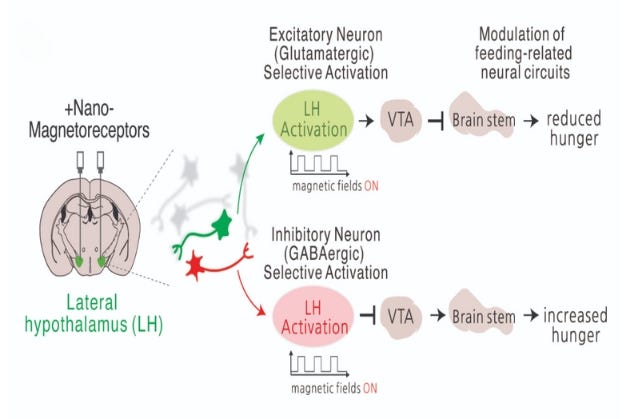 A graphic showing how magnetic stimulation influenced feeding behavior A graphic showing how magnetic stimulation influenced feeding behavior