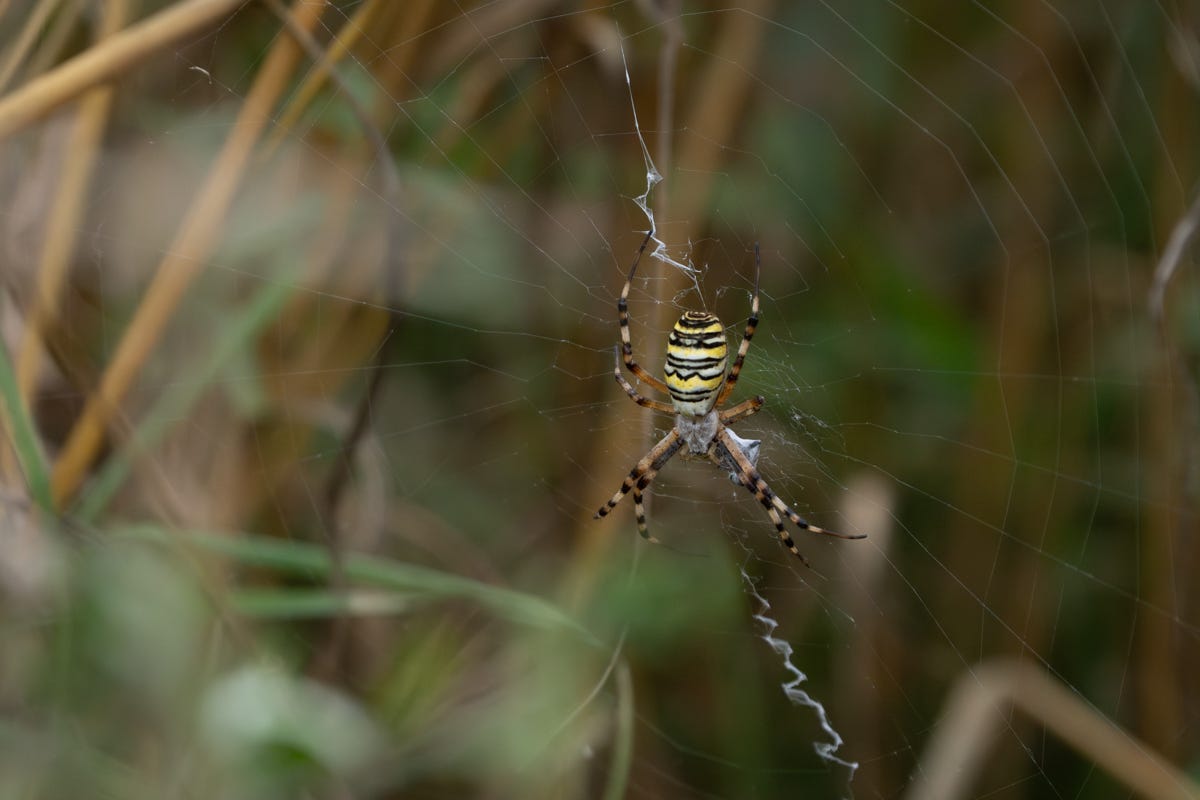 A yellow spider with black stripes sits in the middle of a web holding a small webbed prey item