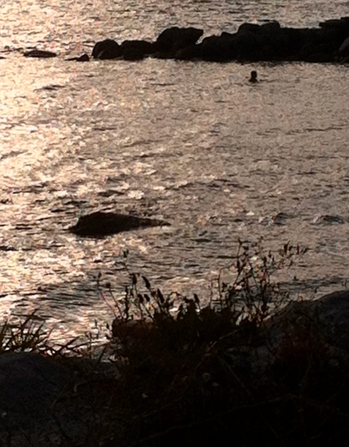 It's dusk. There is water and shore is just out of shot except for some rocks which just out into the water and some grass in the foreground. There is a single person in the water.