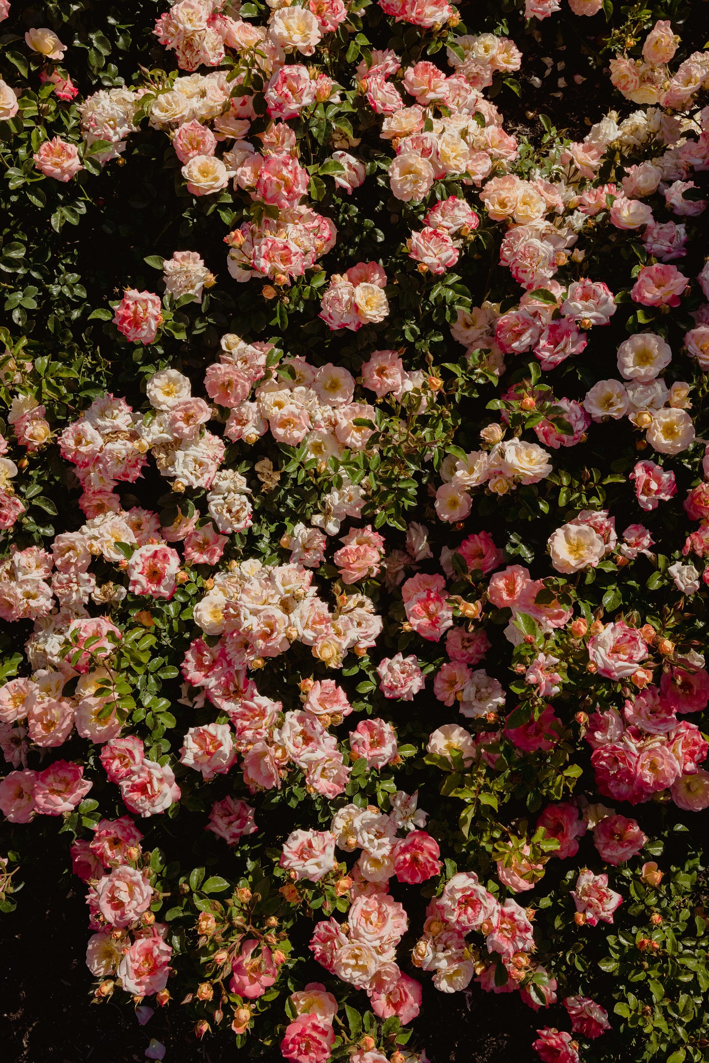 A dense cluster of pink and white roses with green leaves filling the frame. A dense cluster of pink and white roses with green leaves filling the frame.