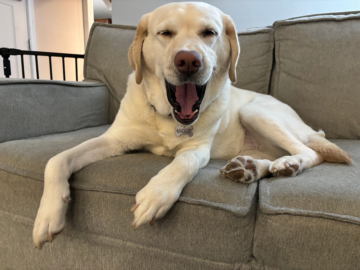 A yellow Labrador retriever yawns on a couch. 