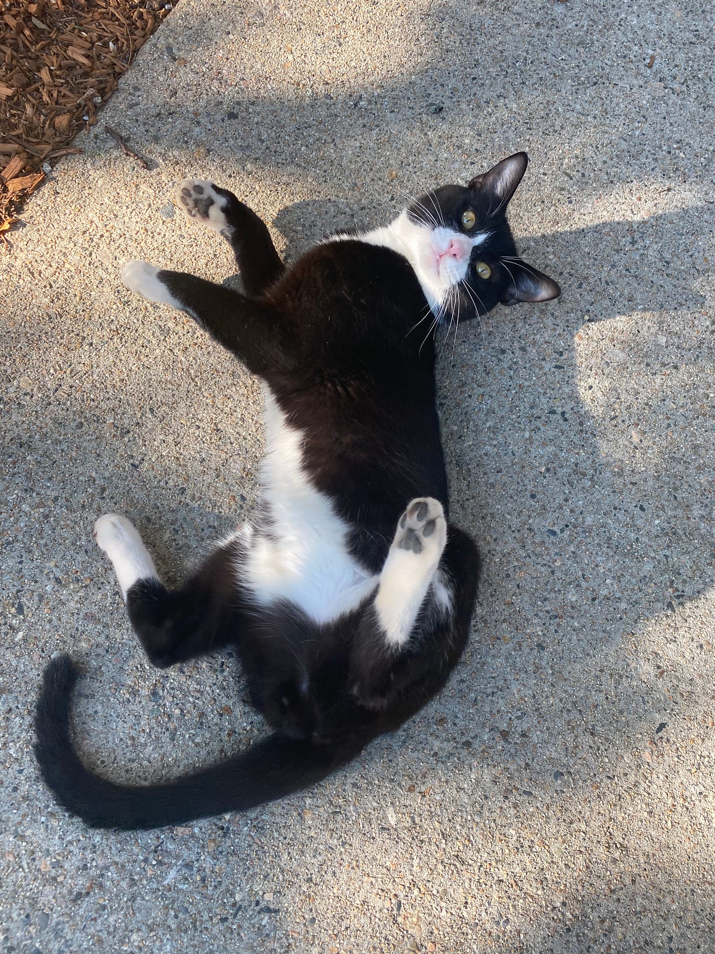 Black and white kitty rolled onto his back, exposing his white belly for pets.