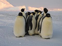 penguin penguin