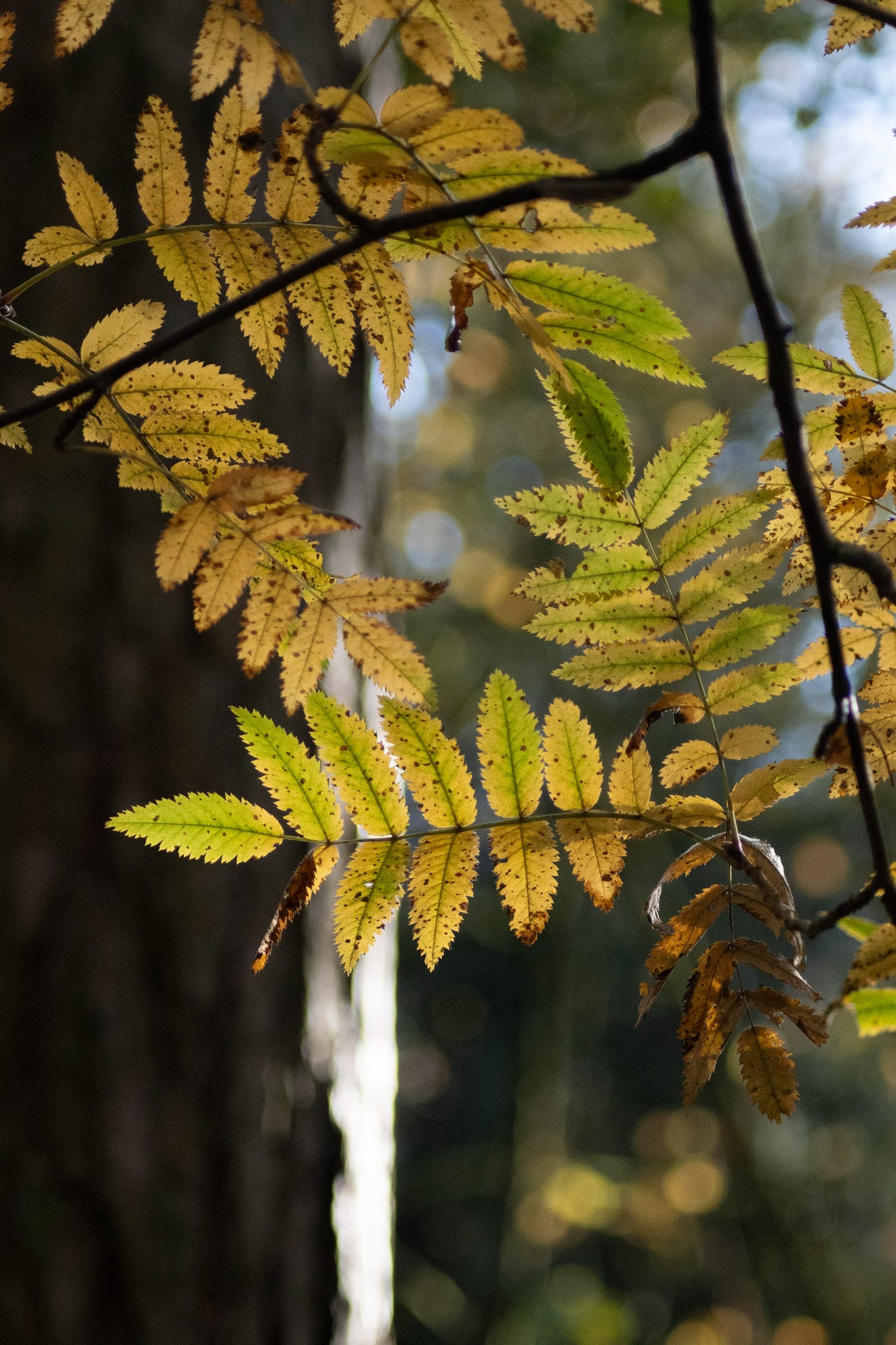 rowan tree, hardcastle crags
