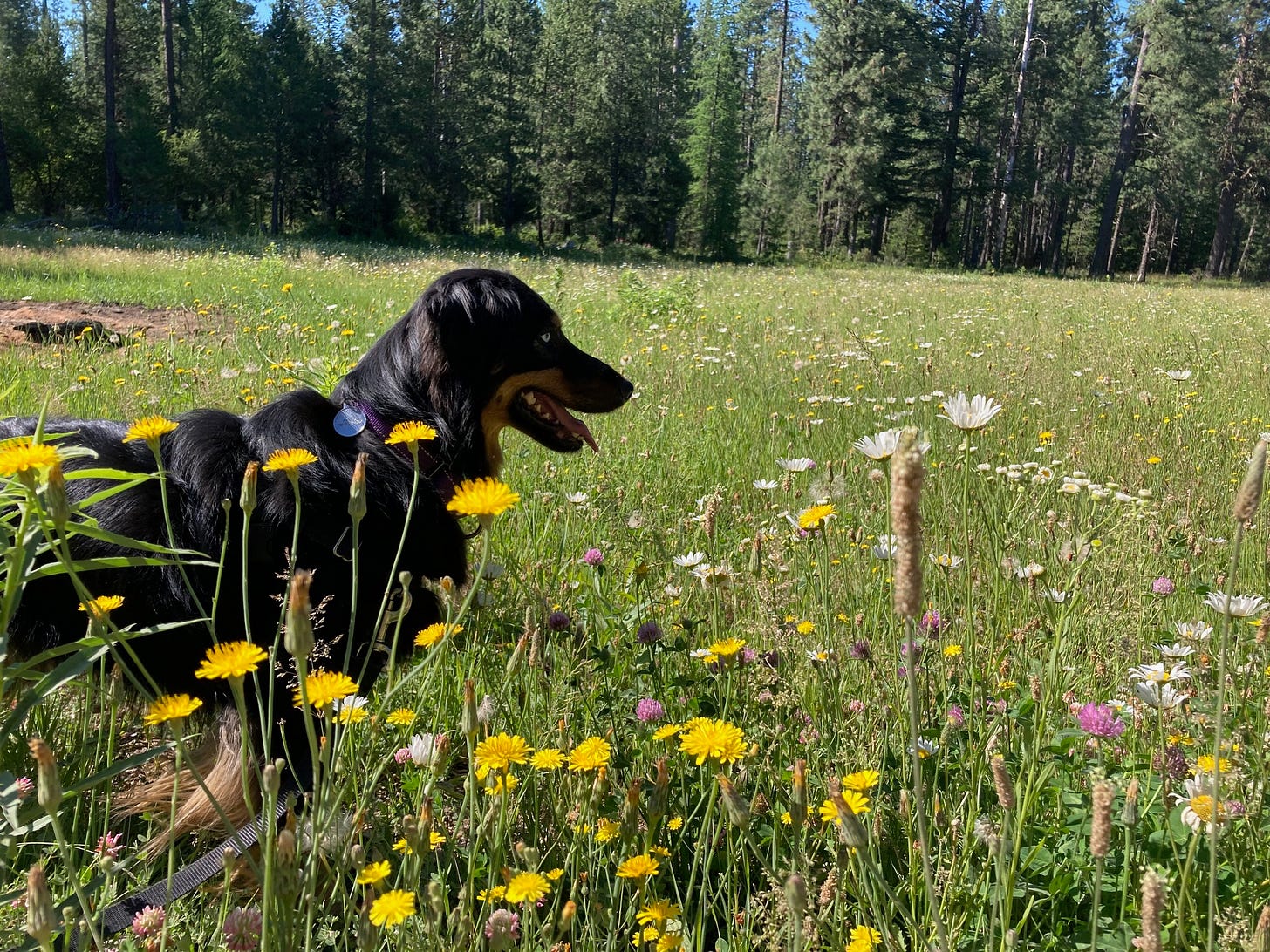Long-haired black dog standing on a field of wildflowers