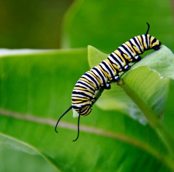 Monarch Life Cycle: Follow the Life Stages of a Monarch Butterfly