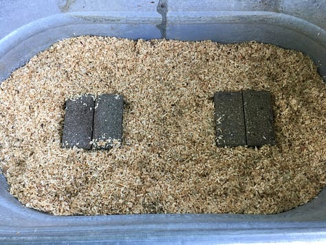 hicks on dock at USPO, brooder setup, chicks installation