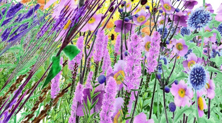 A composite image of various wildflowers A composite image of various wildflowers
