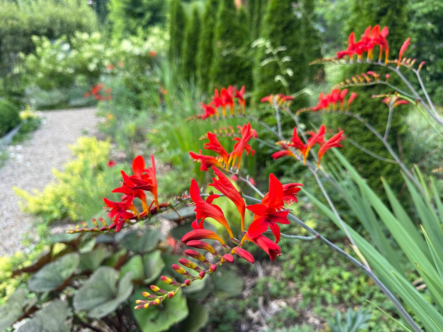 Crocomia ‘Lucider’ in the new section of the Hot Borders this week